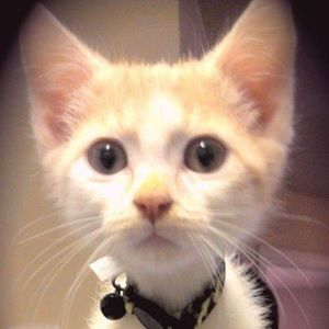 Meet your Posher, Lily